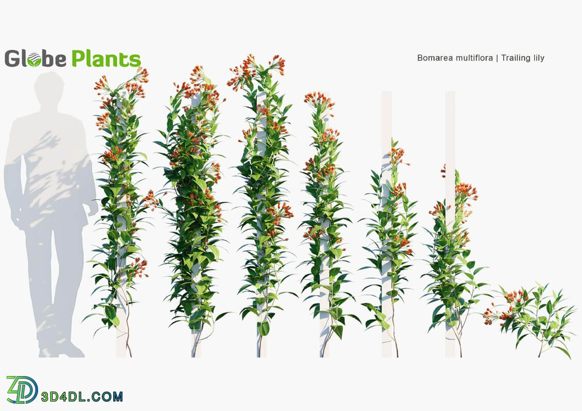 Globe Plants Vol 23 Bomarea Multiflora